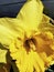 Closeup shot of a bright narcissus flower