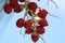 Closeup shot of bright red betel nut fruits