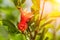 Closeup shot of bright red Pomegranate flowers Punica granatum with buds with green leaves. Its sweetish tangy bloom odor with a