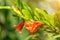 Closeup shot of bright red Pomegranate flowers Punica granatum with buds with green leaves. Its sweetish tangy bloom odor with a