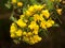 Closeup shot of bright yellow genista flowers