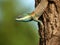 Closeup shot of a brightly colored lizard perched on a tree branch.