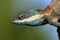 Closeup shot of a brightly colored lizard perched on a tree branch.