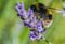 Closeup shot of a Broken-belted bumblebee perched on lavender flowers