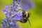 Closeup shot of a Broken-belted bumblebee perched on lavender flowers