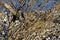 Closeup shot of broken tree branches with a blurred background at daytime