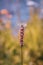 Closeup shot of a broomrape plant -a small parasitic herb on a blurred background