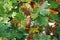 Closeup shot of a brown acorn growing on a tree