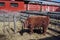 Closeup shot a brown Angus calf in the farm ready to be sold at a rural exhibition