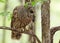 Closeup shot of a brown barred owl perched on a tree branch