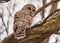 Closeup shot of a brown barred owl perched on a tree branch
