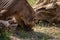 Closeup shot of a brown bear on driftwood background