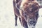 Closeup shot of a brown bison in a snowy area