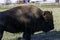 Closeup shot of a brown Canadian Bison in a farm in Ontario