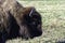 Closeup shot of a brown Canadian Bison in a farm in Ontario