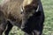 Closeup shot of a brown Canadian Bison in a farm in Ontario