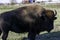 Closeup shot of a brown Canadian Bison in a farm in Ontario