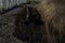 Closeup shot of a brown Canadian Bison in a farm in Ontario