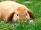 Closeup shot brown cute rabbit or bunny eating grass in the meadow