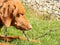 Closeup shot of a brown dog playing a stick on a grassy field