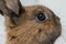 Closeup shot of a brown dwarf rabbit