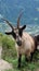 Closeup shot of a brown feral goat in a mountain landscape