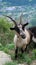 Closeup shot of a brown feral goat in a mountain landscape