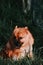 Closeup shot of a brown Finnish Spitz on a green grass