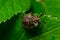 A closeup shot of a brown forest bug or red-legged shieldbug on a green leaf, Pentatoma rufipes