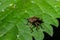 A closeup shot of a brown forest bug or red-legged shieldbug on a green leaf, Pentatoma rufipes