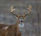 Closeup shot of a brown-furred Columbian white-tailed deer, with a forest in the blurred background