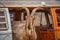 Closeup shot of a brown-furred domestic goat, in an old orange van, outdoors