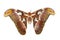 Closeup shot of a brown giant moth isolated on a white background
