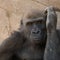 Closeup shot of a brown gorilla with angry scary expression