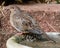 Closeup shot of a brown Mourning dove perched on a birdbath in a garden