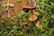 Closeup shot of brown mushrooms growing in a damp forest