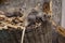 Closeup shot of brown rats in a wicker basket - Rattus norvegicus