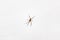 Closeup shot of a brown recluse spider on a white striped background
