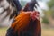 Closeup shot of a brown rooster