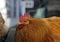 Closeup shot of a brown rooster with red eyes