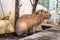 Closeup shot of a brown small and adorable wet Capybara animal on the ground