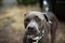 Closeup shot of a brown Staffordshire bull terrier dog on a blurred background