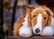 Closeup shot of a brown and white stuffed toy of a dog