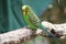 Closeup shot of a Budgerigar on a branch of a tree