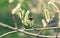 Closeup shot of a bug on a puffy willow bud on the twig on a blurry green background