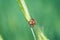 Closeup shot of a bug on the wheatgrass in the forest