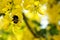 Closeup shot of a bumblebee enjoying the yellow flowers of a Laburnum tree