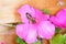 Closeup shot of a bumblebee perched on a pink flower