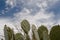 Closeup shot of a bunch of cactus leaves during the day