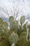 Closeup shot of a bunch of cactus leaves during the day